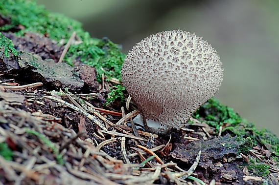 prášnica Lycoperdon sp.