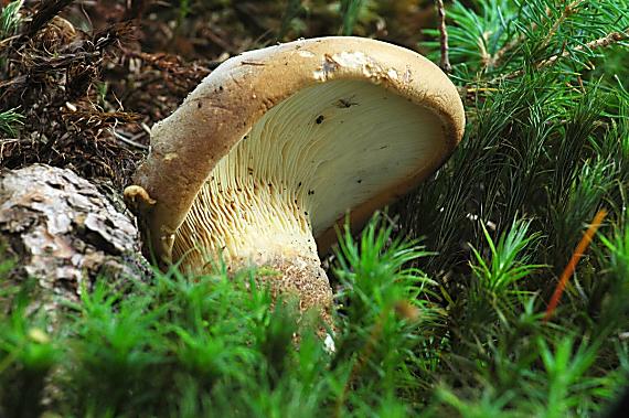 čechračka tmavohlúbiková Tapinella atrotomentosa (Batsch) Šutara