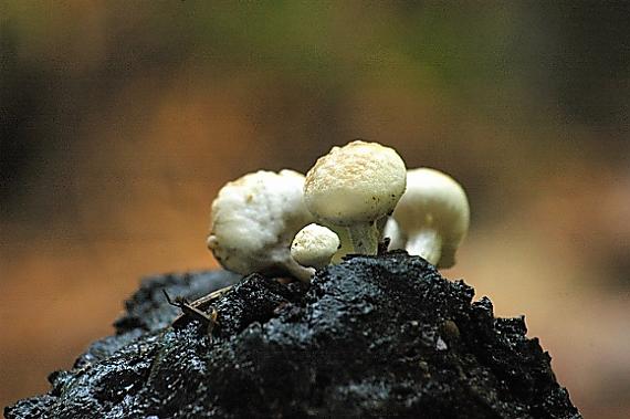 príživnica prášnicovitá Asterophora lycoperdoides (Bull.) Ditmar