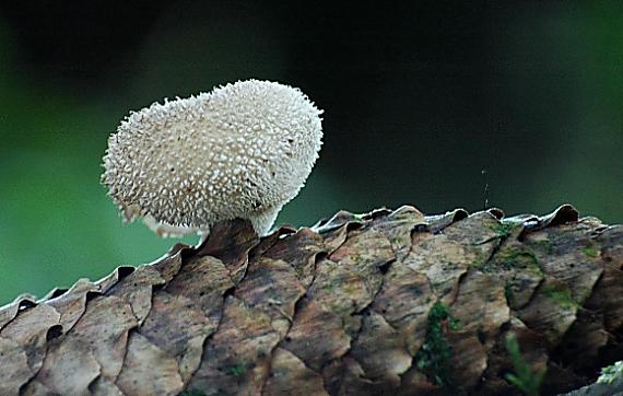 prášnica Lycoperdon sp.