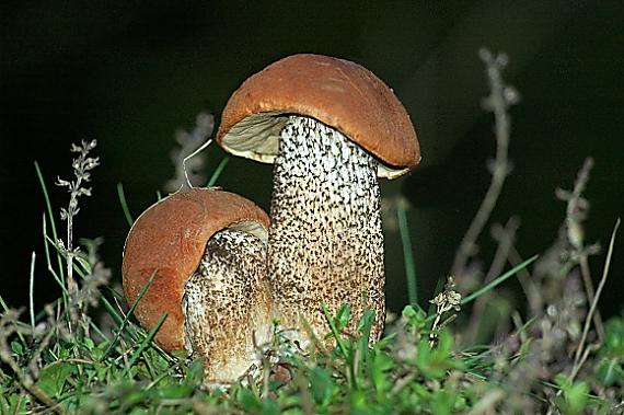 kozák žltooranžový Leccinum versipelle (Fr. & Hök) Snell