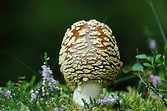 muchotrávka kráľovská Amanita regalis (Fr.) Michael