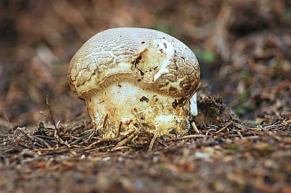 náramkovka cisárska Catathelasma imperiale (P. Karst.) Singer