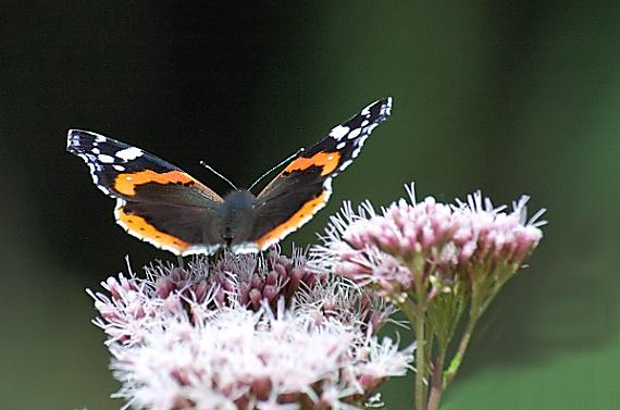 babôčka admirálska Vanessa atalanta