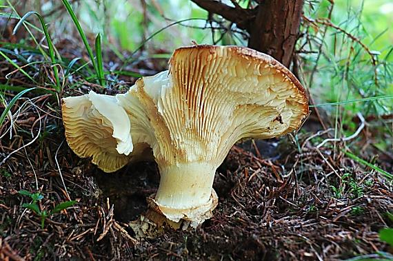 náramkovka cisárska Catathelasma imperiale (P. Karst.) Singer