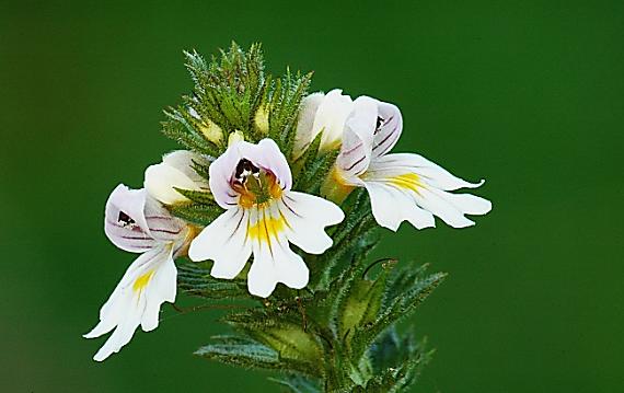 očianka rostkovova Euphrasia rostkoviana Hayne