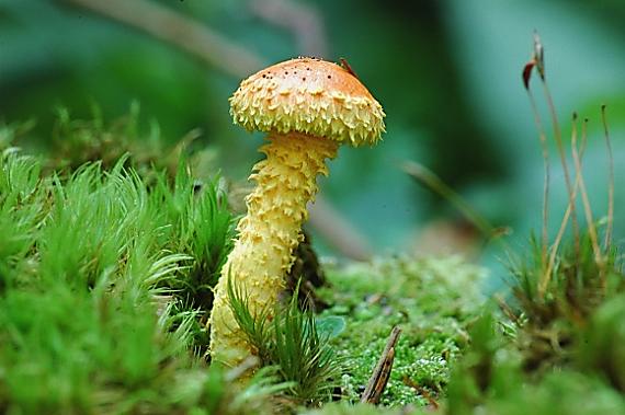 šupinovka ohnivá Pholiota flammans (Batsch) P. Kumm.