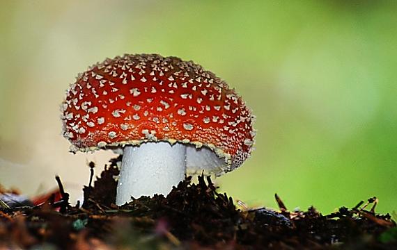 muchotrávka červená Amanita muscaria (L.) Lam.