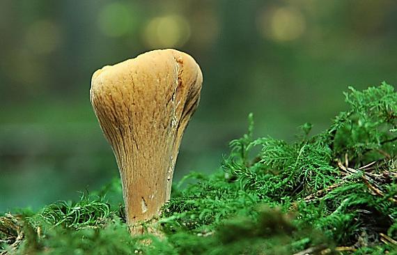 kyjak useknutý Clavariadelphus truncatus Donk