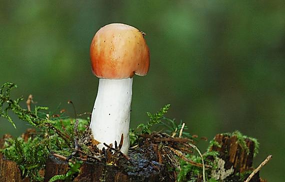 plávka