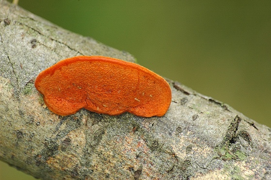červenica rumelková Pycnoporus cinnabarinus (Jacq.) P. Karst.
