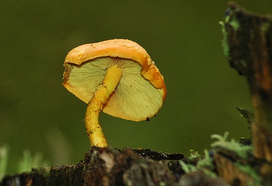 šupinovka Pholiota sp.