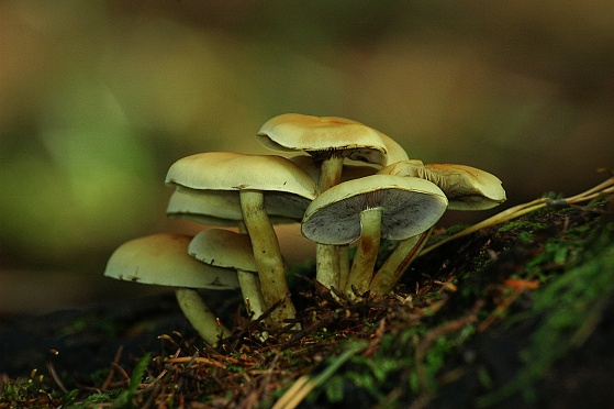 strapcovka maková Hypholoma capnoides (Fr.) P. Kumm.