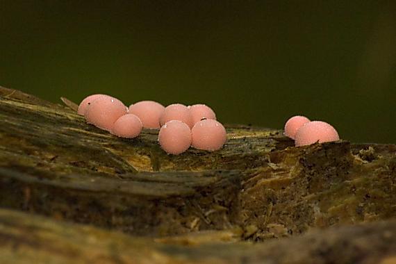 vlčinka červená Lycogala epidendrum (J.C. Buxb. ex L.) Fr.