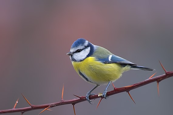 sýkorka belasá Parus caeruleus