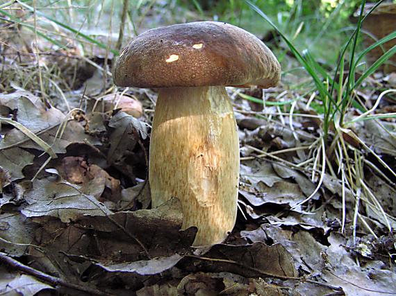 hríb Boletus sp.