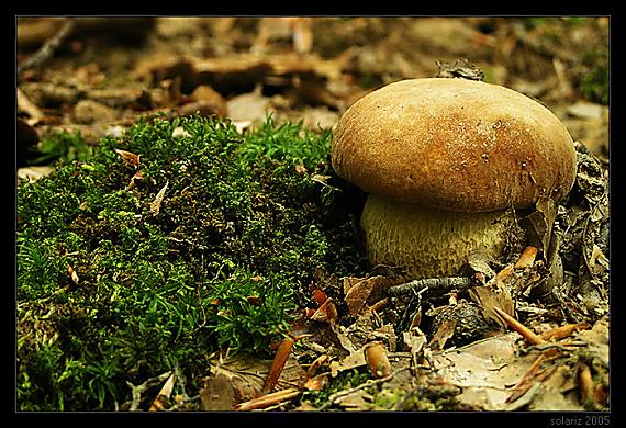 hríb Boletus sp.
