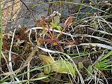 drosera anglica + pinguicula vulgaris