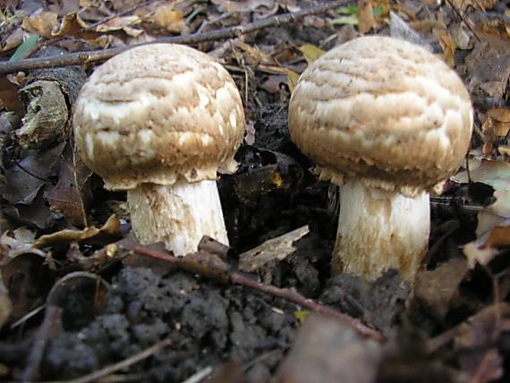 pečiarka Agaricus sp.