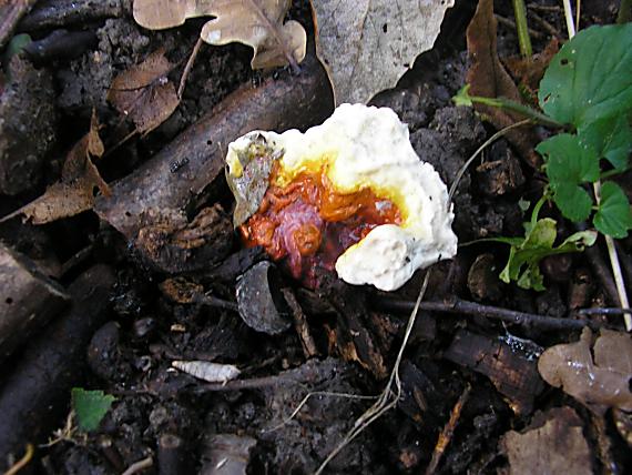lesklokôrovka obyčajná Ganoderma lucidum (Curtis) P. Karst.