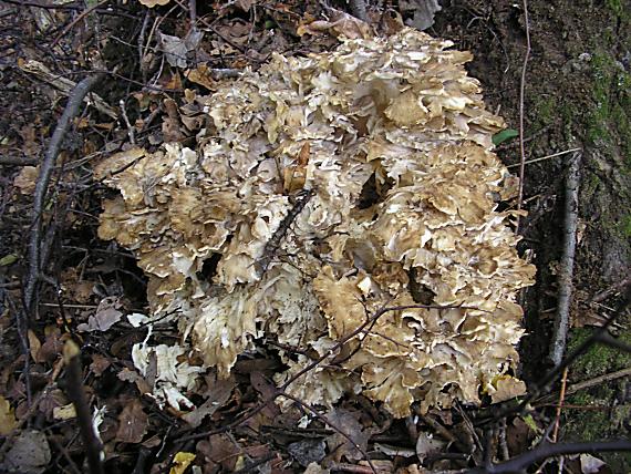 trsovnica lupeňovitá Grifola frondosa (Dicks.) Gray