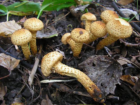 šupinovka Pholiota sp.