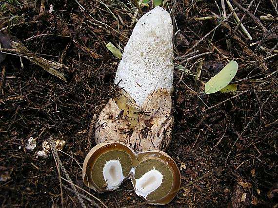 hadovka Phallus sp.