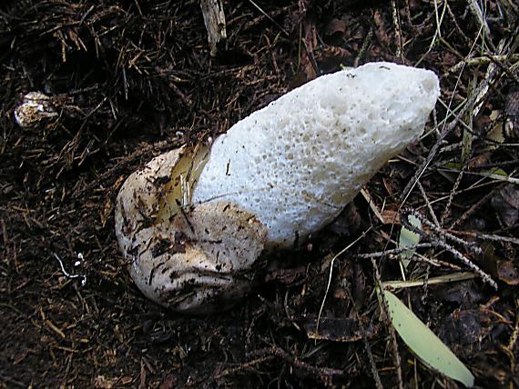hadovka smradľavá Phallus impudicus L.