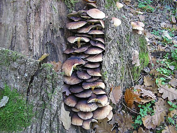 strapcovka Hypholoma sp.