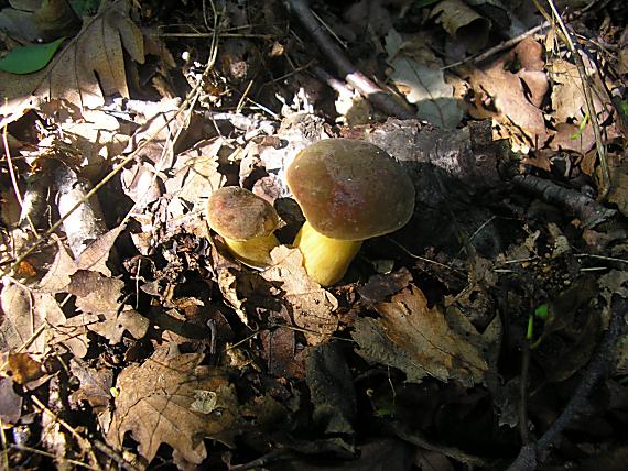 suchohríb zamatový Xerocomellus pruinatus (Fr.) Šutara