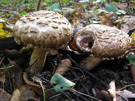 pečiarka Agaricus sp.