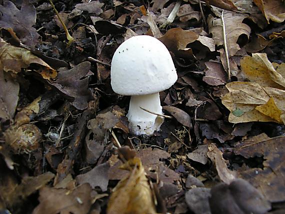 pečiarka páchnuca Agaricus xanthodermus Genev.