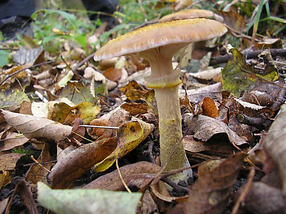 podpňovka obyčajná Armillaria mellea (Vahl) P. Kumm.