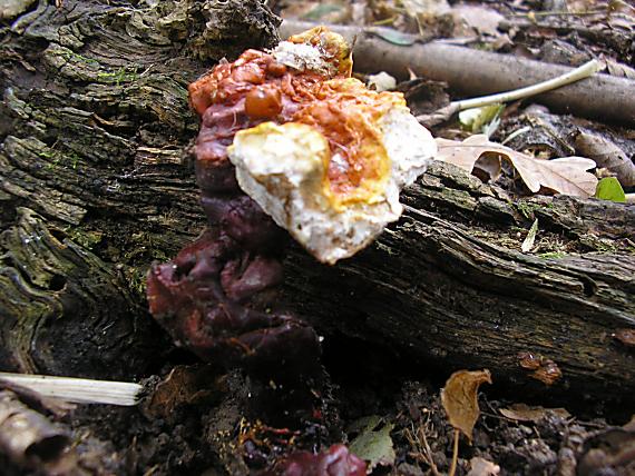 lesklokôrovka obyčajná Ganoderma lucidum (Curtis) P. Karst.