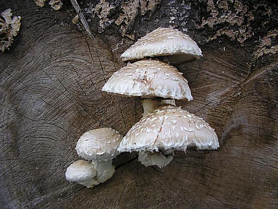 šupinovka zhubná Pholiota populnea (Pers.) Kuyper et Tjall.-Beuk.