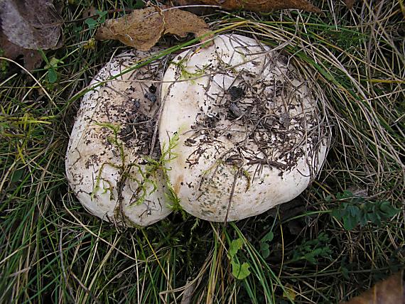 rýdzik osikový Lactarius controversus Pers.