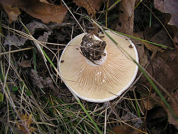 rýdzik osikový Lactarius controversus Pers.