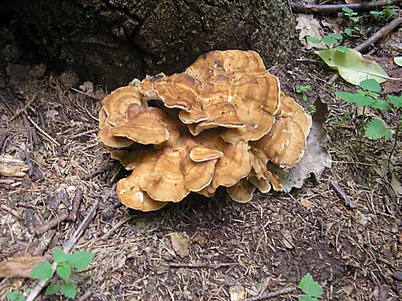 trsovec horský Bondarzewia mesenterica (Schaeff.) Kreisel