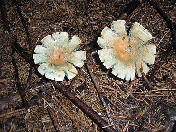 rýdzik Lactarius sp.