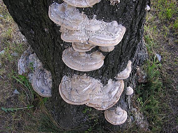 trúdnikovec hrbatý Trametes gibbosa (Pers.) Fr.