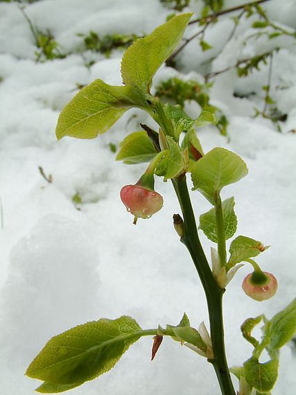 brusnice borůvka Vaccinium myrtillus L.