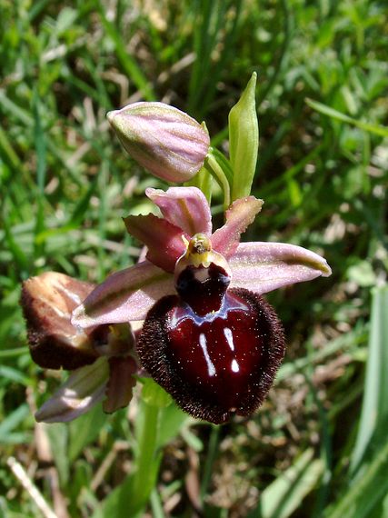 hmyzovník pavúkovitý sipontský Ophrys sphegodes subsp. sipontensis (R.Lorenz & Gembardt) H.A.Pedersen & Faurh.