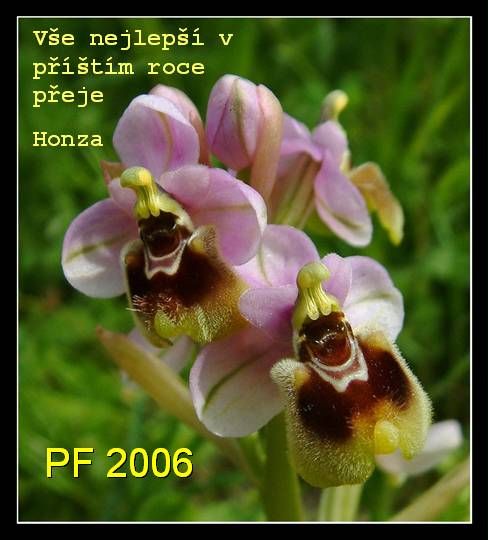 pF2006 Ophrys tenthredinifera