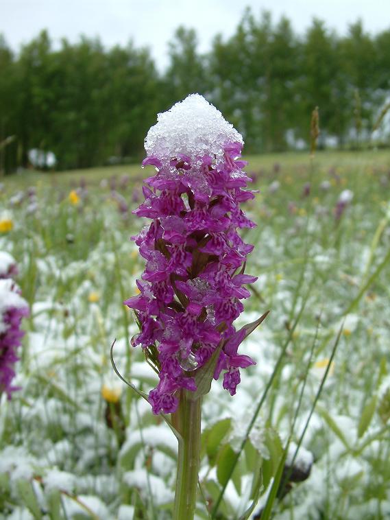 vstavačovec májový pravý Dactylorhiza majalis subsp. majalis (Reincherb.) Hunt & Summerh.