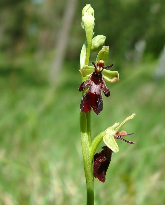 tořič hmyzonosný - hmyzovník muchovitý Ophrys insectifera L.