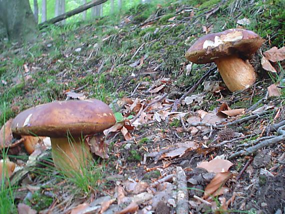hríb sosnový Boletus pinophilus Pil. et Dermek in Pil.