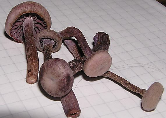 lakovka ametystová Laccaria amethystina (Huds.) Cooke