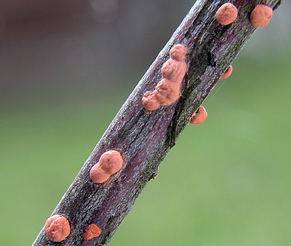 hlivka červená-imperfektné štádium Nectria cinnabarina (Tode) Fr.