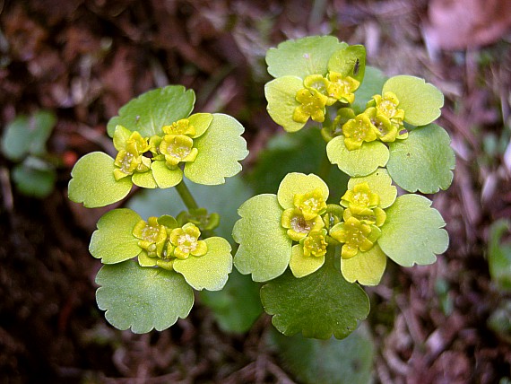 slezinovka striedavolistá Chrysosplenium alternifolium L.