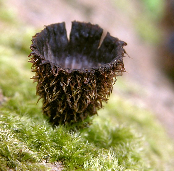 čiaškovec pásikavý Cyathus striatus (Huds.) Willd.